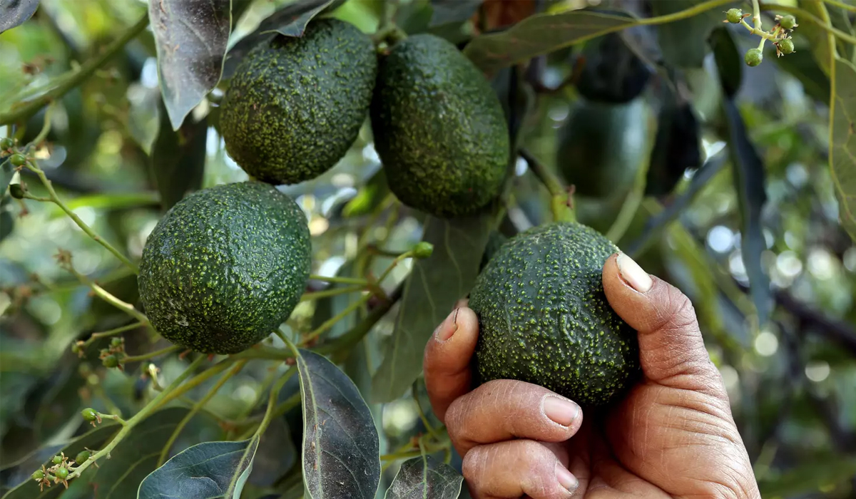 US suspends avocado imports